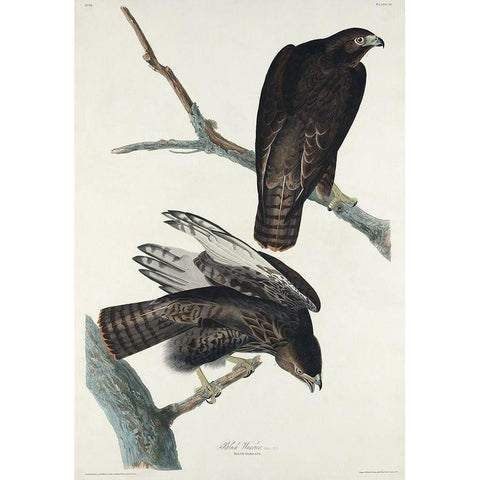 Black Warrior White Modern Wood Framed Art Print by Audubon, John James