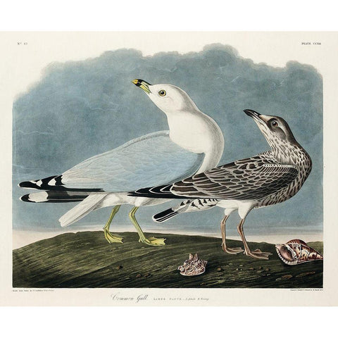 Common American Gull Black Modern Wood Framed Art Print with Double Matting by Audubon, John James