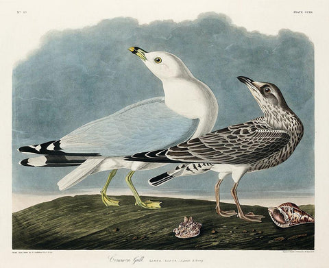 Common American Gull White Modern Wood Framed Art Print with Double Matting by Audubon, John James