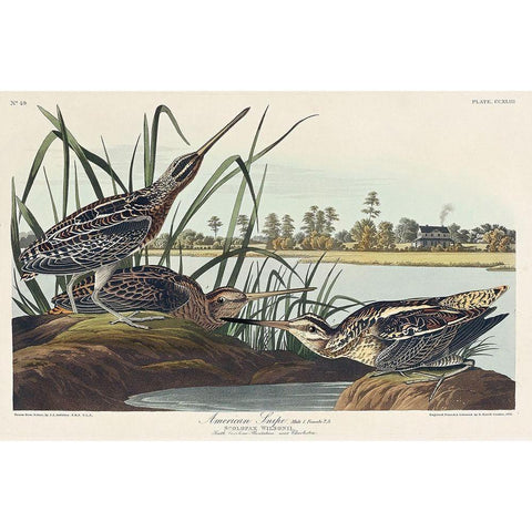 American Snipe Gold Ornate Wood Framed Art Print with Double Matting by Audubon, John James