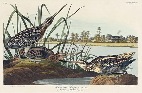 American Snipe Black Ornate Wood Framed Art Print with Double Matting by Audubon, John James