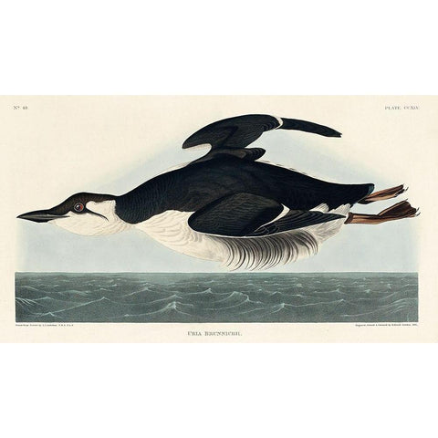 Uria Brunnichi Black Modern Wood Framed Art Print with Double Matting by Audubon, John James