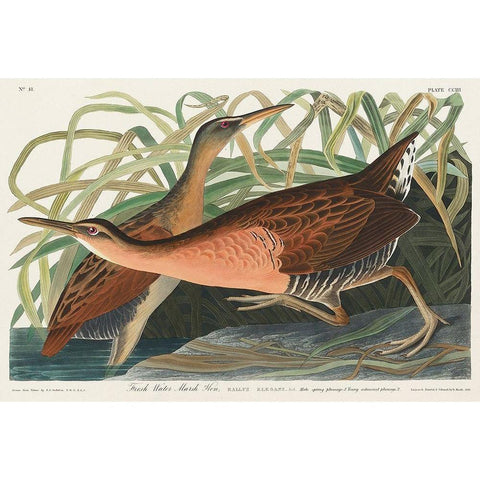 Fresh Water Marsh Gold Ornate Wood Framed Art Print with Double Matting by Audubon, John James