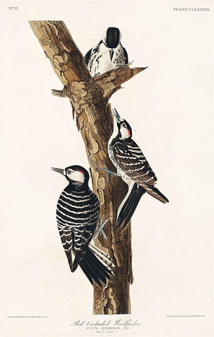 Red-Cockaded Woodpecker Black Ornate Wood Framed Art Print with Double Matting by Audubon, John James