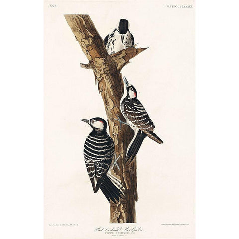 Red-Cockaded Woodpecker White Modern Wood Framed Art Print by Audubon, John James