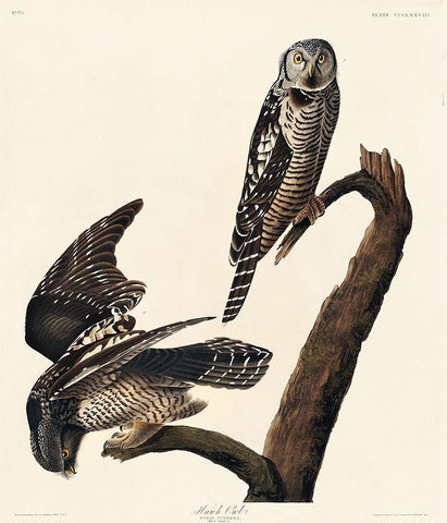 Hawk Owl Black Ornate Wood Framed Art Print with Double Matting by Audubon, John James