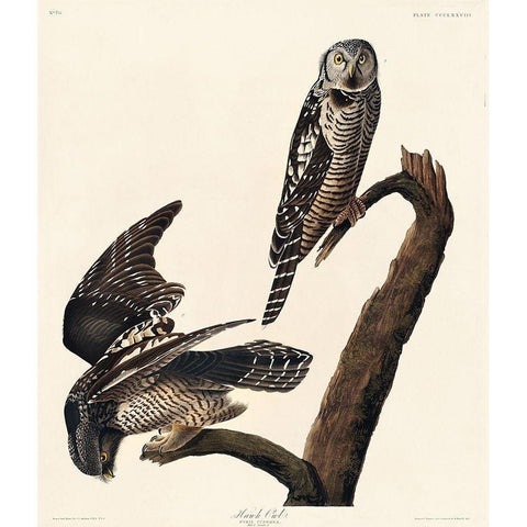 Hawk Owl Black Modern Wood Framed Art Print with Double Matting by Audubon, John James