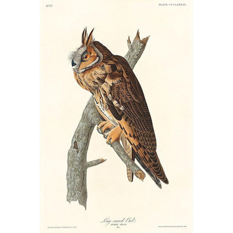 Long-eared Owl White Modern Wood Framed Art Print by Audubon, John James