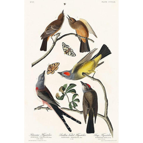 Arkansaw Flycatcher, Swallow-Tailed Flycatcher and Says Flycatcher Gold Ornate Wood Framed Art Print with Double Matting by Audubon, John James