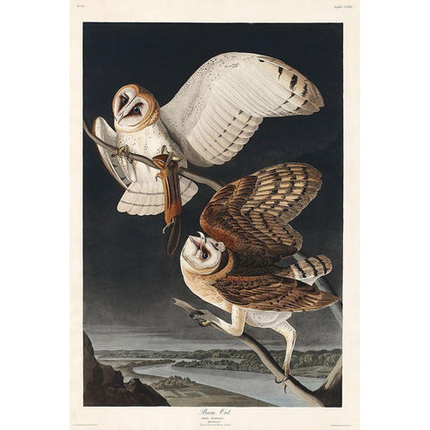 Barn OwlÂ  White Modern Wood Framed Art Print by Audubon, John James