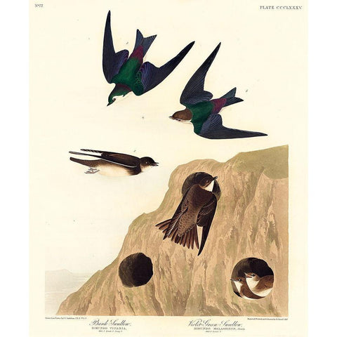 Bank Swallow and Violet-green Swallow Black Modern Wood Framed Art Print with Double Matting by Audubon, John James