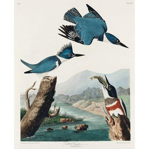 Belted Kingfisher Black Modern Wood Framed Art Print with Double Matting by Audubon, John James