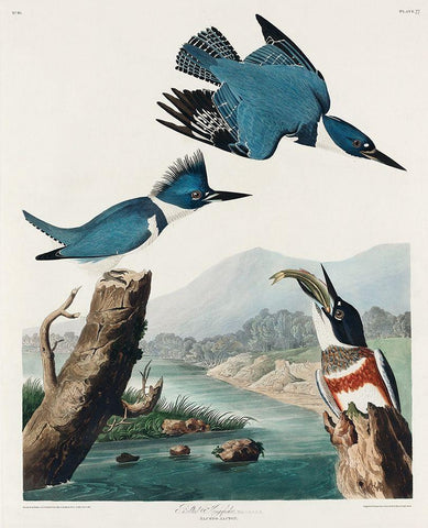 Belted Kingfisher Black Ornate Wood Framed Art Print with Double Matting by Audubon, John James