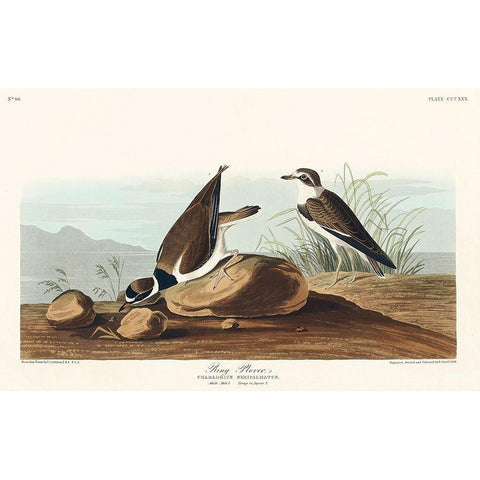 Ring Plover Gold Ornate Wood Framed Art Print with Double Matting by Audubon, John James