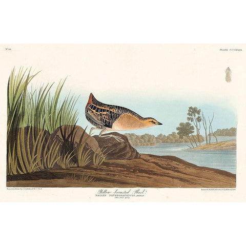 Yellow-breasted Rail White Modern Wood Framed Art Print by Audubon, John James