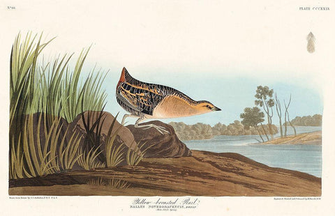 Yellow-breasted Rail Black Ornate Wood Framed Art Print with Double Matting by Audubon, John James