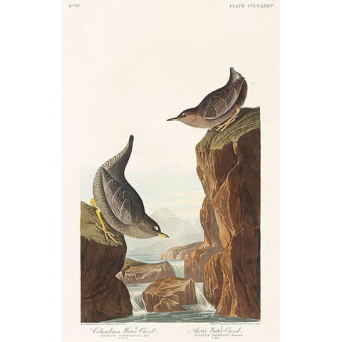 Columbian Water Ouzel and Arctic Water Ouzel Black Modern Wood Framed Art Print with Double Matting by Audubon, John James