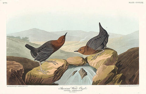 American Water Ouzel White Modern Wood Framed Art Print with Double Matting by Audubon, John James