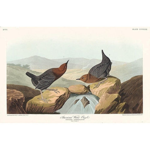 American Water Ouzel Black Modern Wood Framed Art Print with Double Matting by Audubon, John James