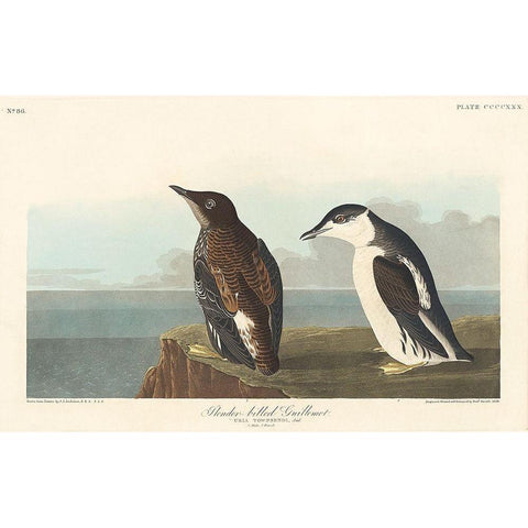 Slender-billed Guillemot Black Modern Wood Framed Art Print with Double Matting by Audubon, John James