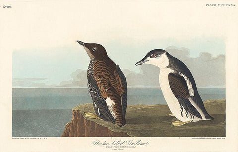 Slender-billed Guillemot White Modern Wood Framed Art Print with Double Matting by Audubon, John James