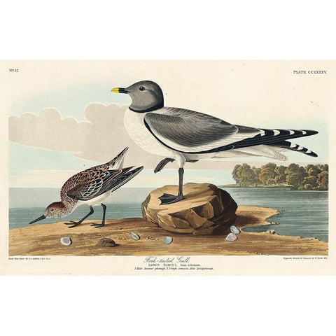 Fork-tailed Gull Black Modern Wood Framed Art Print with Double Matting by Audubon, John James