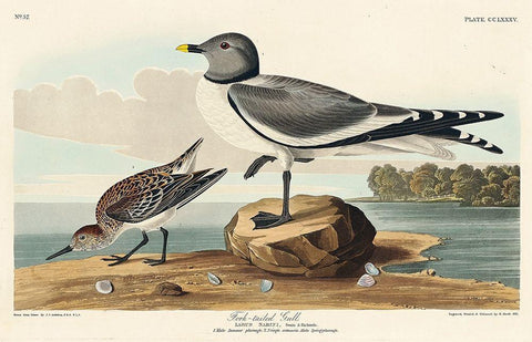 Fork-tailed Gull Black Ornate Wood Framed Art Print with Double Matting by Audubon, John James