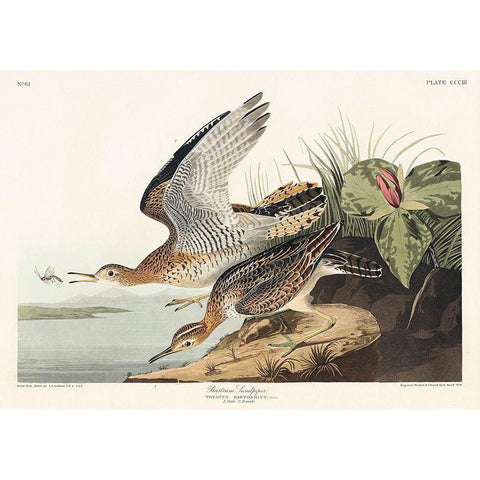 Bartram Sandpiper Black Modern Wood Framed Art Print with Double Matting by Audubon, John James