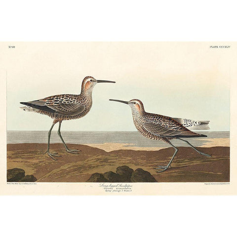 Long-legged Sandpiper White Modern Wood Framed Art Print by Audubon, John James