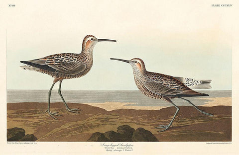 Long-legged Sandpiper White Modern Wood Framed Art Print with Double Matting by Audubon, John James