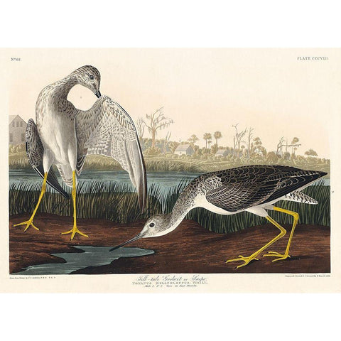 Tell-tale Godwit or Snipe Gold Ornate Wood Framed Art Print with Double Matting by Audubon, John James