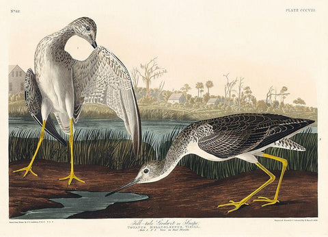 Tell-tale Godwit or Snipe White Modern Wood Framed Art Print with Double Matting by Audubon, John James