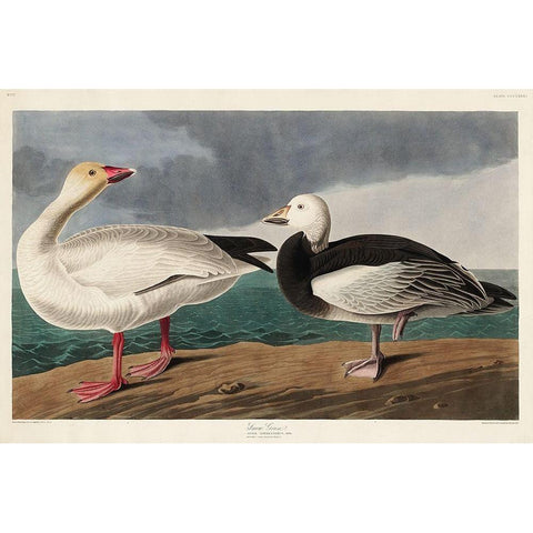 Snow Goose White Modern Wood Framed Art Print by Audubon, John James