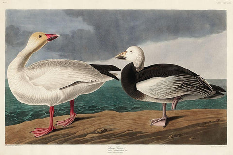 Snow Goose Black Ornate Wood Framed Art Print with Double Matting by Audubon, John James