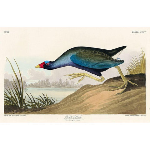 Purple Gallinule Black Modern Wood Framed Art Print with Double Matting by Audubon, John James