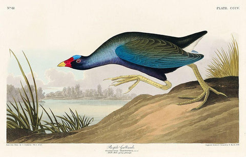 Purple Gallinule White Modern Wood Framed Art Print with Double Matting by Audubon, John James