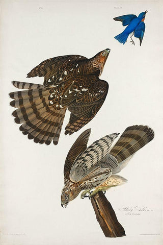 Stanley Hawk White Modern Wood Framed Art Print with Double Matting by Audubon, John James