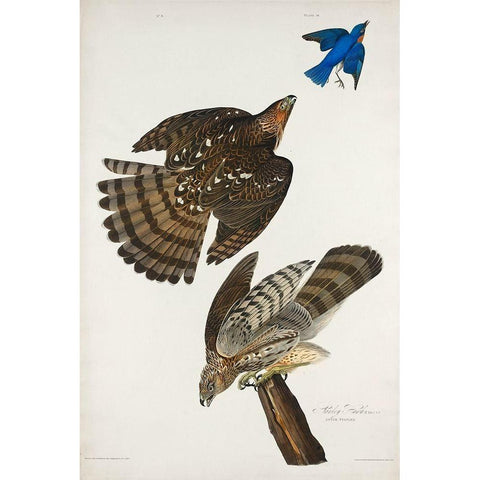 Stanley Hawk Gold Ornate Wood Framed Art Print with Double Matting by Audubon, John James