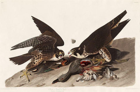 Great Footed Hawk White Modern Wood Framed Art Print with Double Matting by Audubon, John James