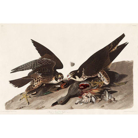 Great Footed Hawk Gold Ornate Wood Framed Art Print with Double Matting by Audubon, John James