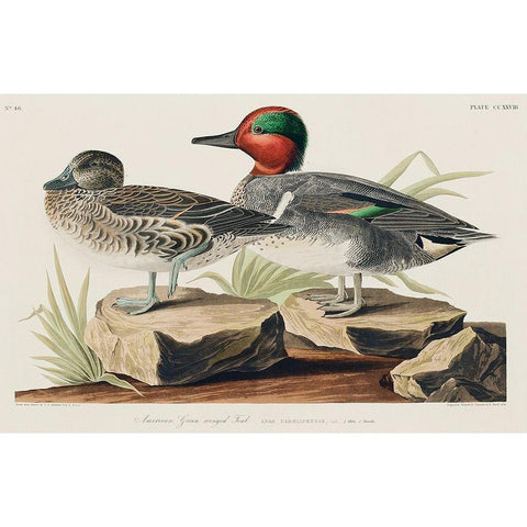 Green winged Teal White Modern Wood Framed Art Print by Audubon, John James