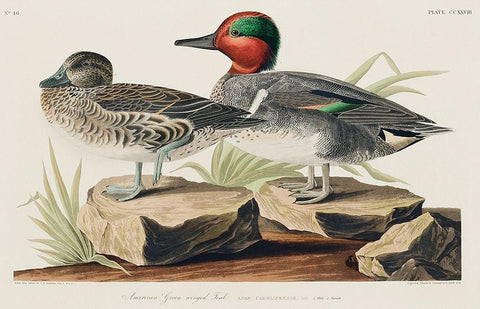 Green winged Teal Black Ornate Wood Framed Art Print with Double Matting by Audubon, John James