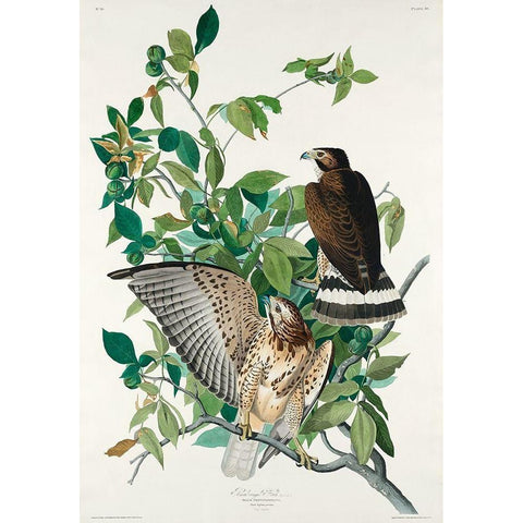 Broad-winged Hawk Black Modern Wood Framed Art Print with Double Matting by Audubon, John James