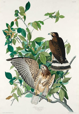 Broad-winged Hawk Black Ornate Wood Framed Art Print with Double Matting by Audubon, John James