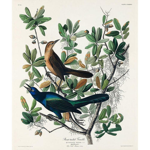 Boat-tailed Grackle Gold Ornate Wood Framed Art Print with Double Matting by Audubon, John James