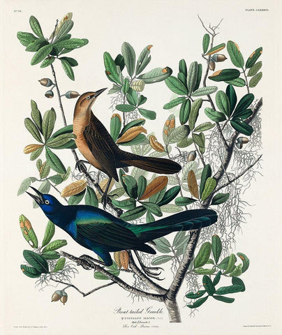 Boat-tailed Grackle White Modern Wood Framed Art Print with Double Matting by Audubon, John James