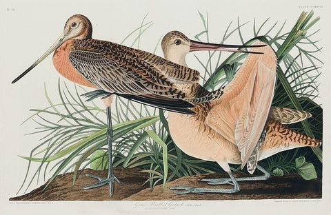 Great Marbled Godwit White Modern Wood Framed Art Print with Double Matting by Audubon, John James