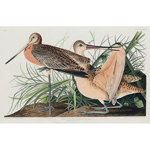 Great Marbled Godwit Gold Ornate Wood Framed Art Print with Double Matting by Audubon, John James