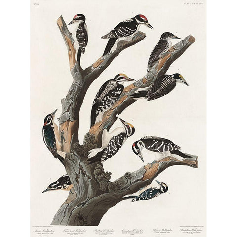 Marias Woodpecker White Modern Wood Framed Art Print by Audubon, John James