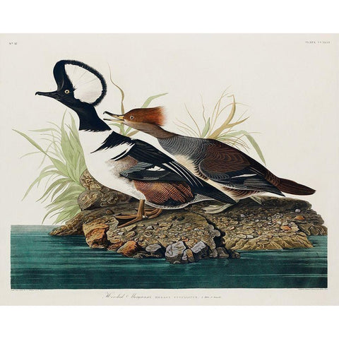 Hooded MerganserÂ  Gold Ornate Wood Framed Art Print with Double Matting by Audubon, John James